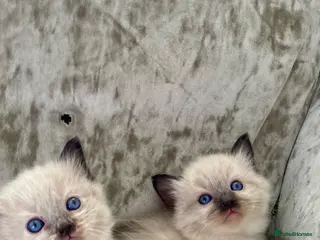 Ragdoll cats 🩷 Waiting list now open 🩷 - Advert 1