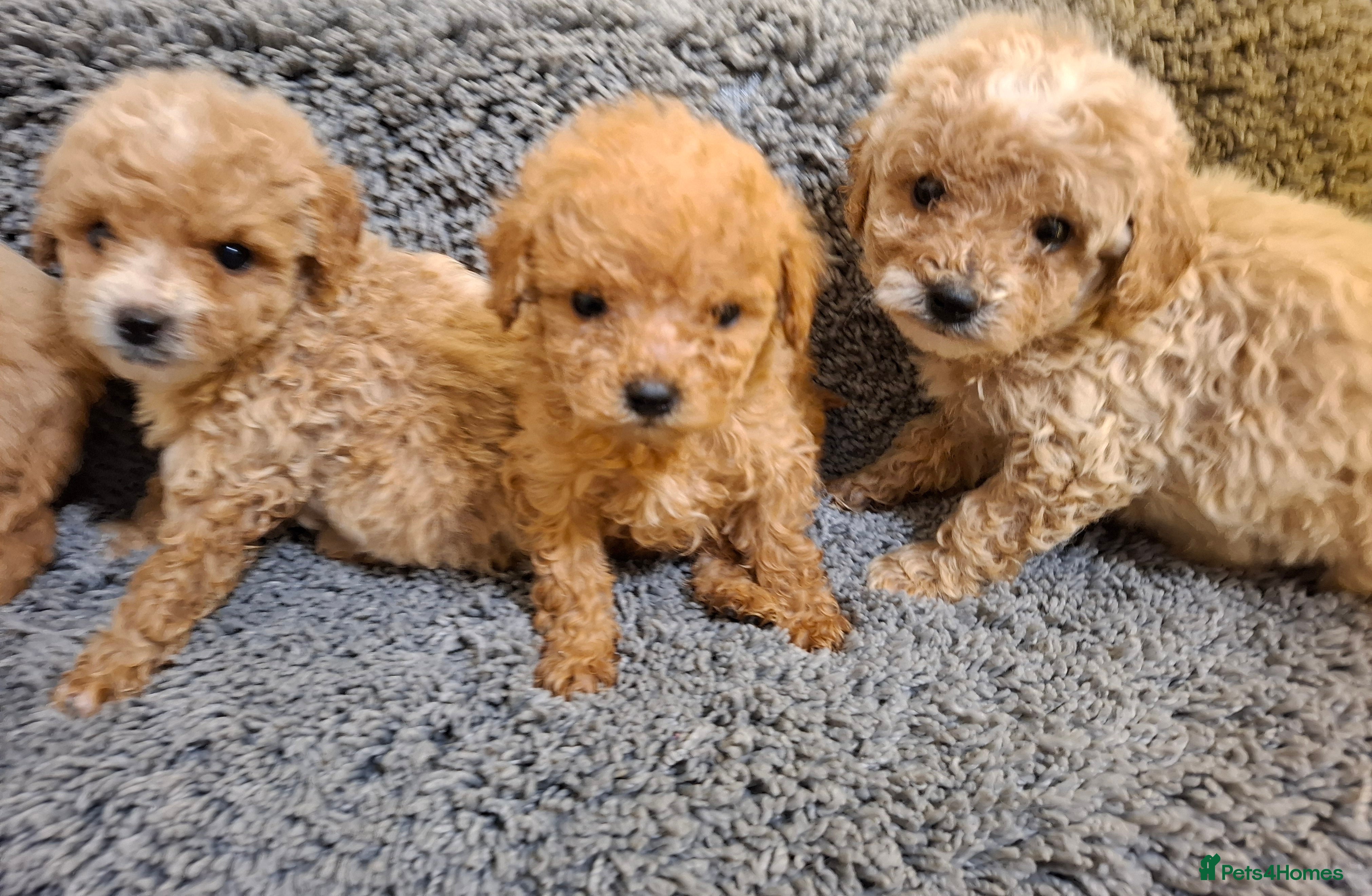 Cavapoo dogs Cavapoo puppies 🐶 beautiful 😍  - Advert 8