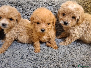 Cavapoo dogs Cavapoo puppies 🐶 beautiful 😍 - Advert 3