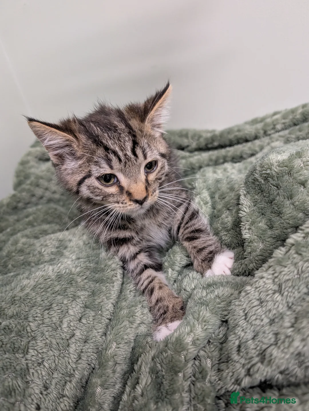 Mixed Breed cats for sale: Gorgeous fluffy kittens  - Advert 8