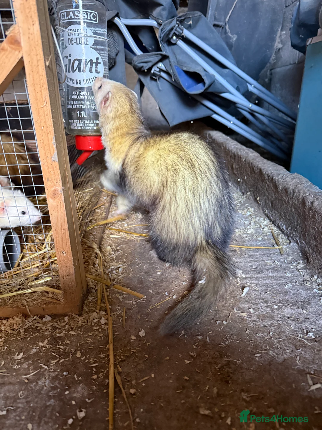 Ferret rodents for sale: Silver & Albino Hob ferrets looking for new home - Advert 2