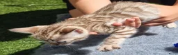 Bengal cats for sale: Beautiful TICA registered Bengal Kittens - Advert 7