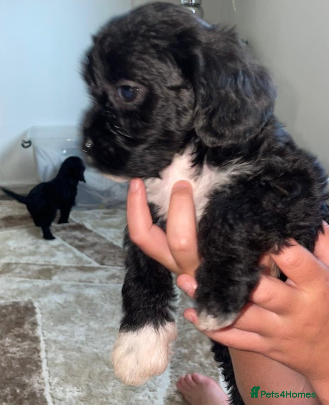 Cavapoo dogs for sale: Maltipoo  - Image 5