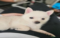 Pomchi dogs for sale: Pomeranian, fimele - Image 7