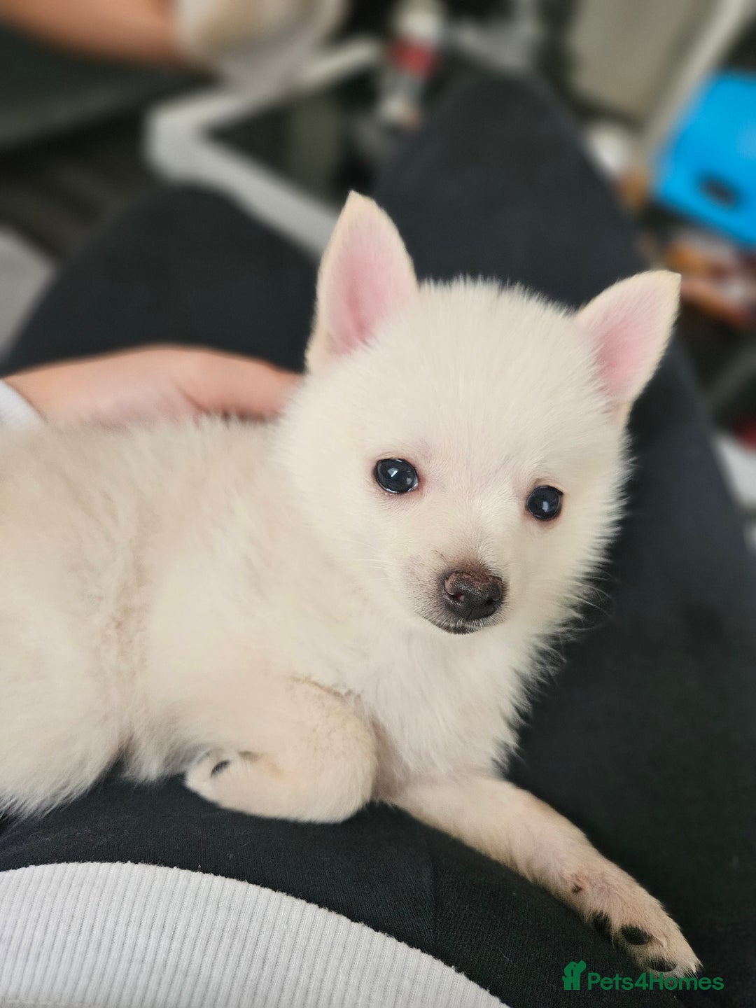Pomchi dogs for sale: Pomeranian, fimele - Image 7
