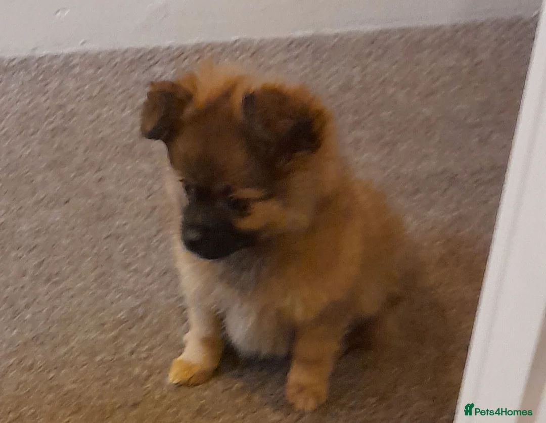 Pomchi dogs for sale: Boy pomchis  - Advert 2