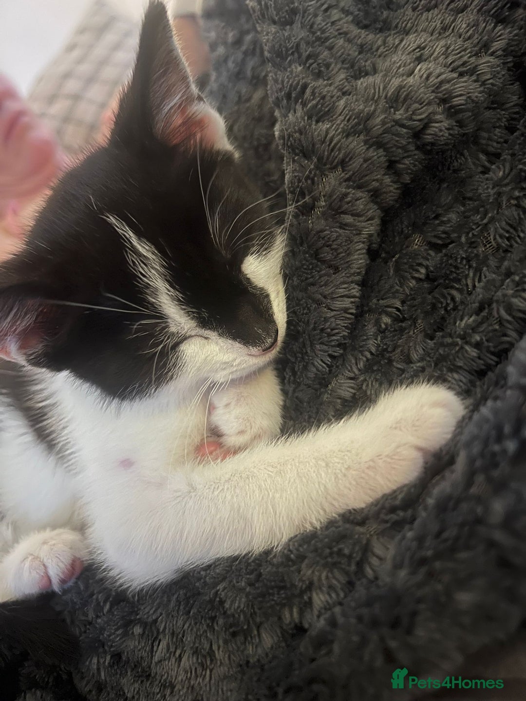 Mixed Breed cats for sale: 5 month old beautiful female  - Advert 5