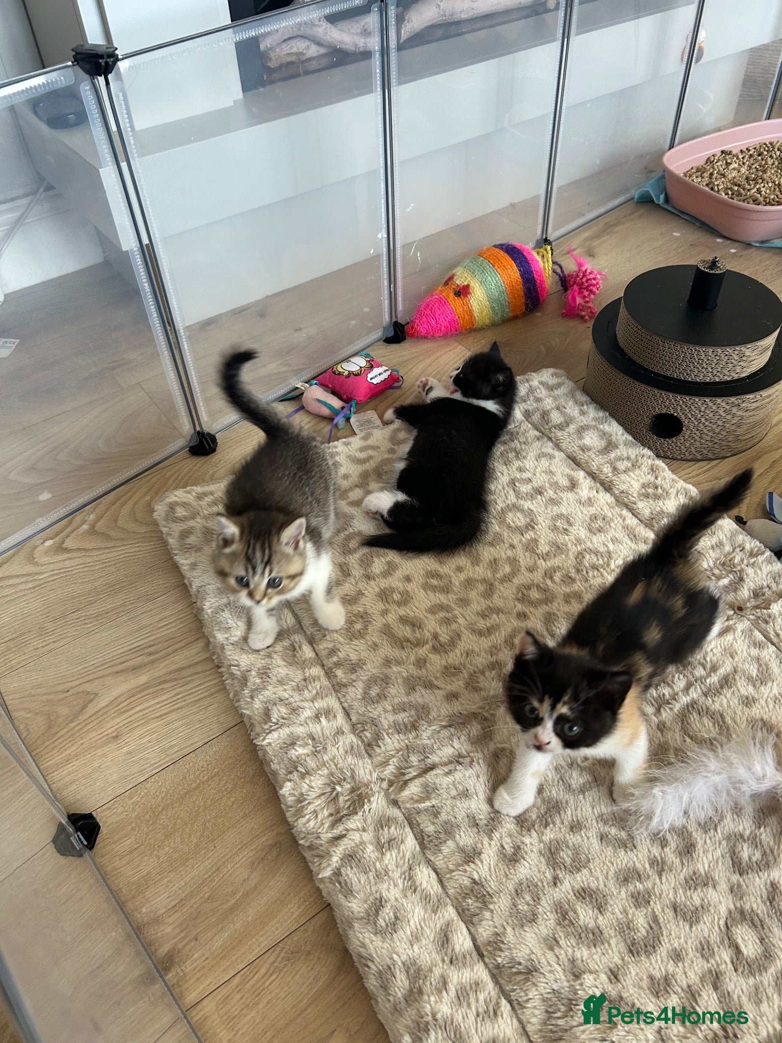 British Shorthair cats 💥READY THIS WEEKEND 💥Cute BSH Kittens  - Advert 2