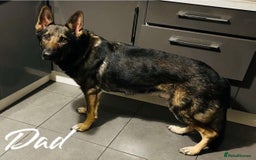 German Shepherd dogs for sale: German Shepherd Puppies  - Image 11