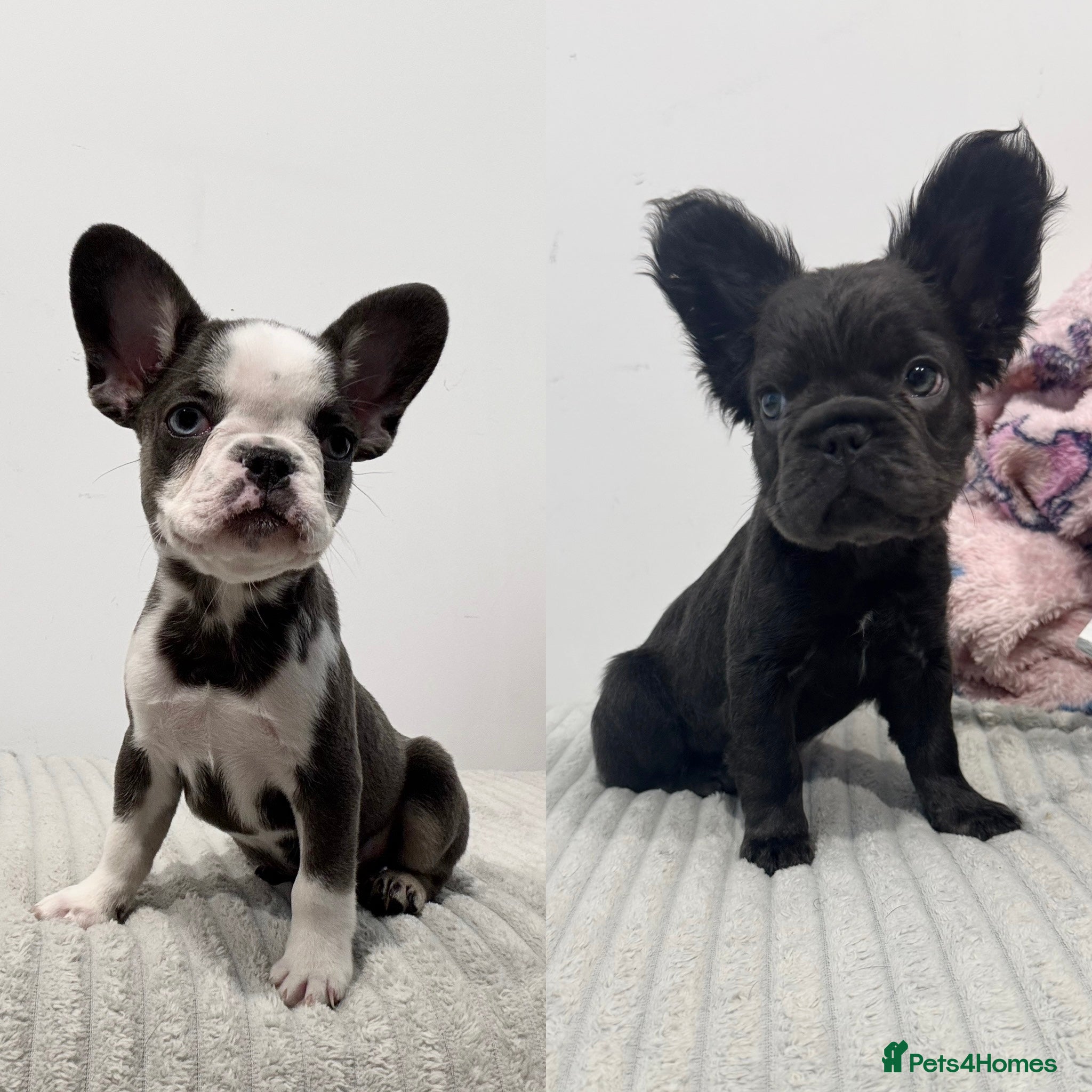 French Bulldog dogs French bulldog puppies  - Advert 1