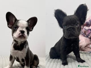 French Bulldog dogs French bulldog puppies - Advert 11
