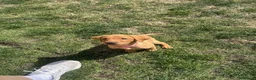 Labrador Retriever dogs for sale: 3 Beautiful Fox Labradors / 1 Boy / 2 Girls  - Advert 12