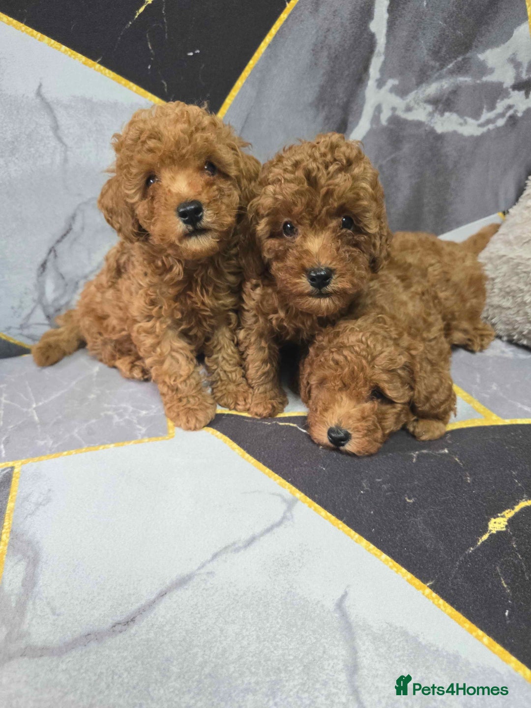 Toy Poodle dogs for sale: 3 Stuninngly cute red toy poodle puppies - Advert 1