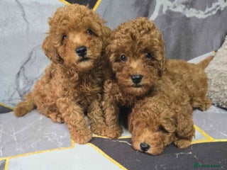 Toy Poodle dogs 3 Stuninngly cute red toy poodle puppies - Advert 3