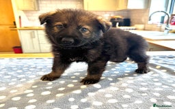 German Shepherd dogs for sale: KC Registered German Shepard Babies 🐾🐾🐾 - Image 13