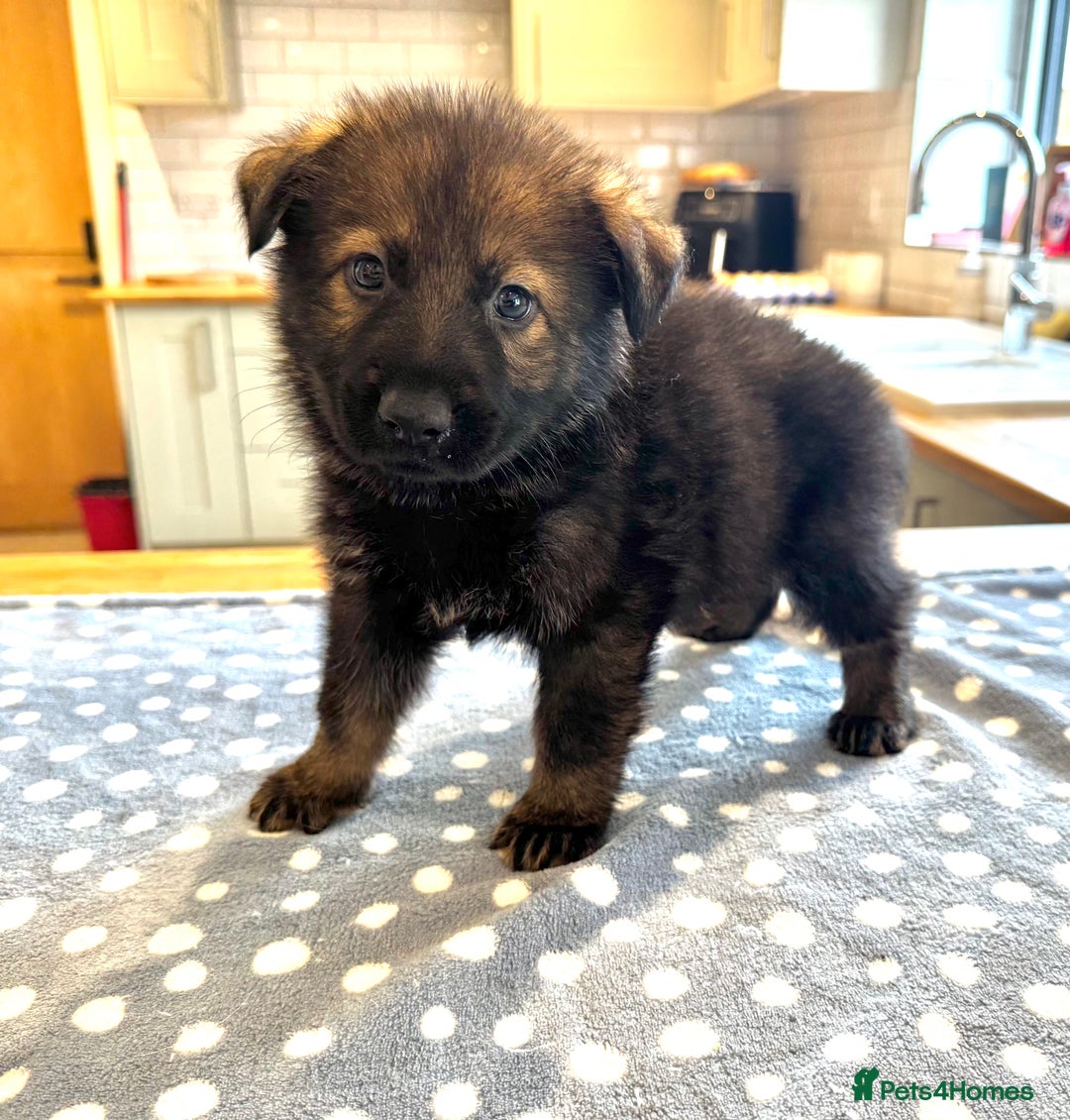 German Shepherd dogs for sale: KC Registered German Shepard Babies 🐾🐾🐾 - Image 13