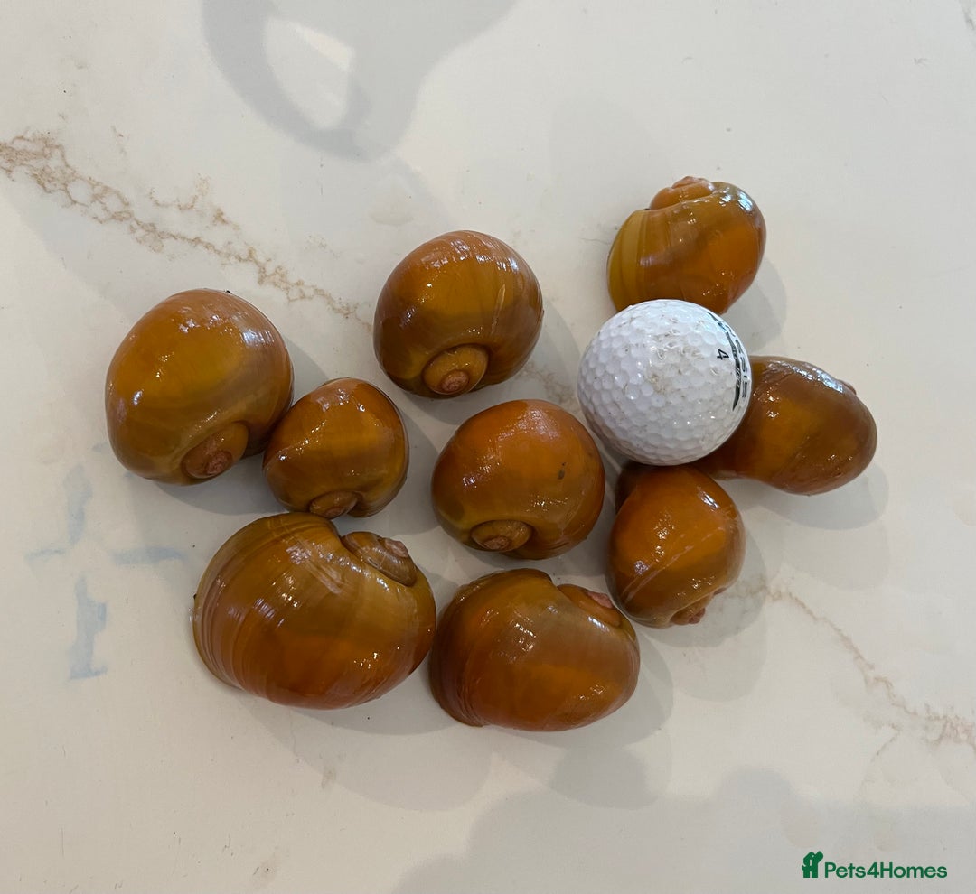 Snails fish for sale: Apple snails. - Image 3
