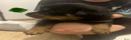 Rottweiler dogs for sale: Full Rottweiler pups  in Derby - Advert 6