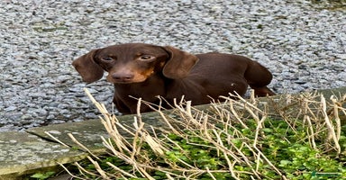 Dachshund dogs - Advert 1
