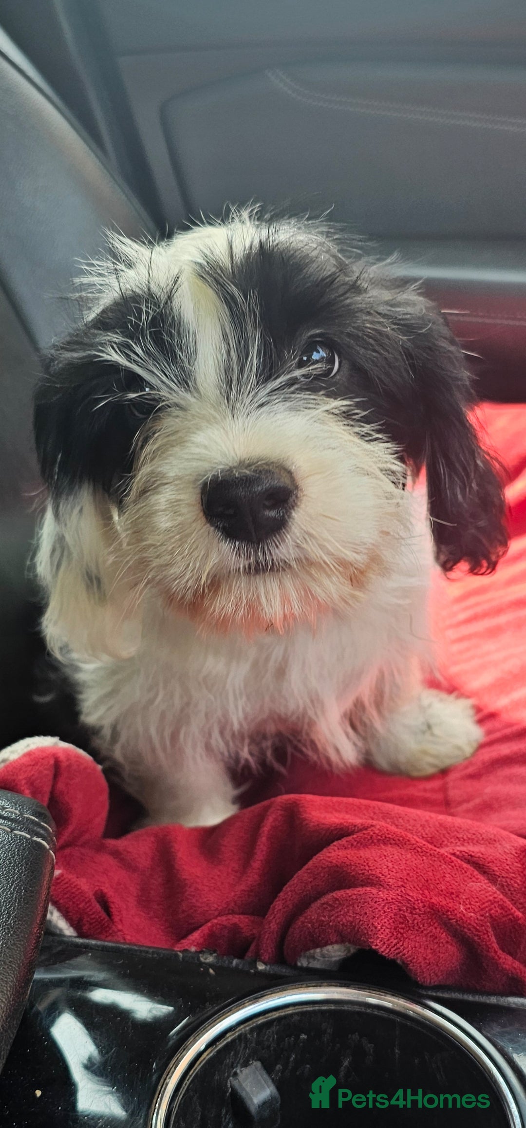 Mixed Breed dogs for sale: Mixed breed puppy. - Image 6