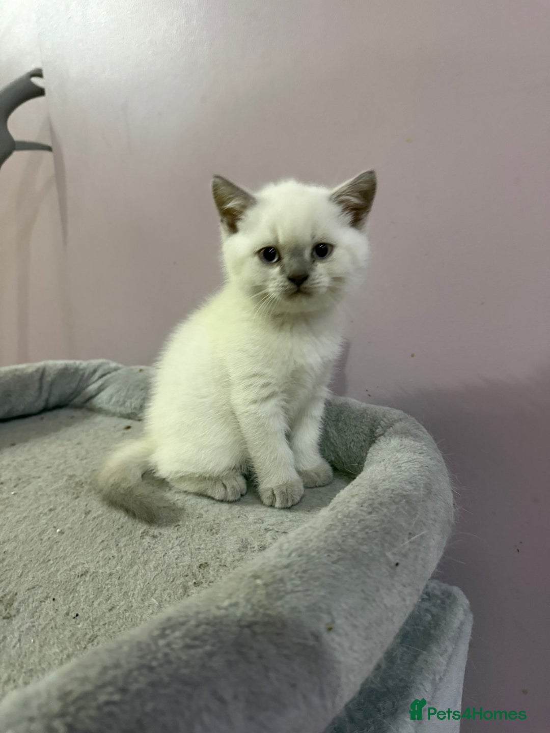 British Shorthair cats for sale: British shorthair kittens - Image 5