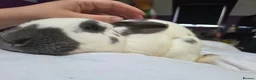 Continental Giant rabbits for sale: Beautiful giant rabbits  - Advert 18