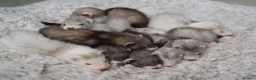 Ferret rodents for sale: Beautiful Kits  in Peterlee - Advert 1