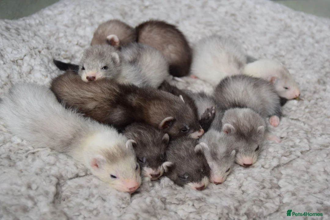 Ferret rodents for sale: Beautiful Kits  in Peterlee - Advert 1