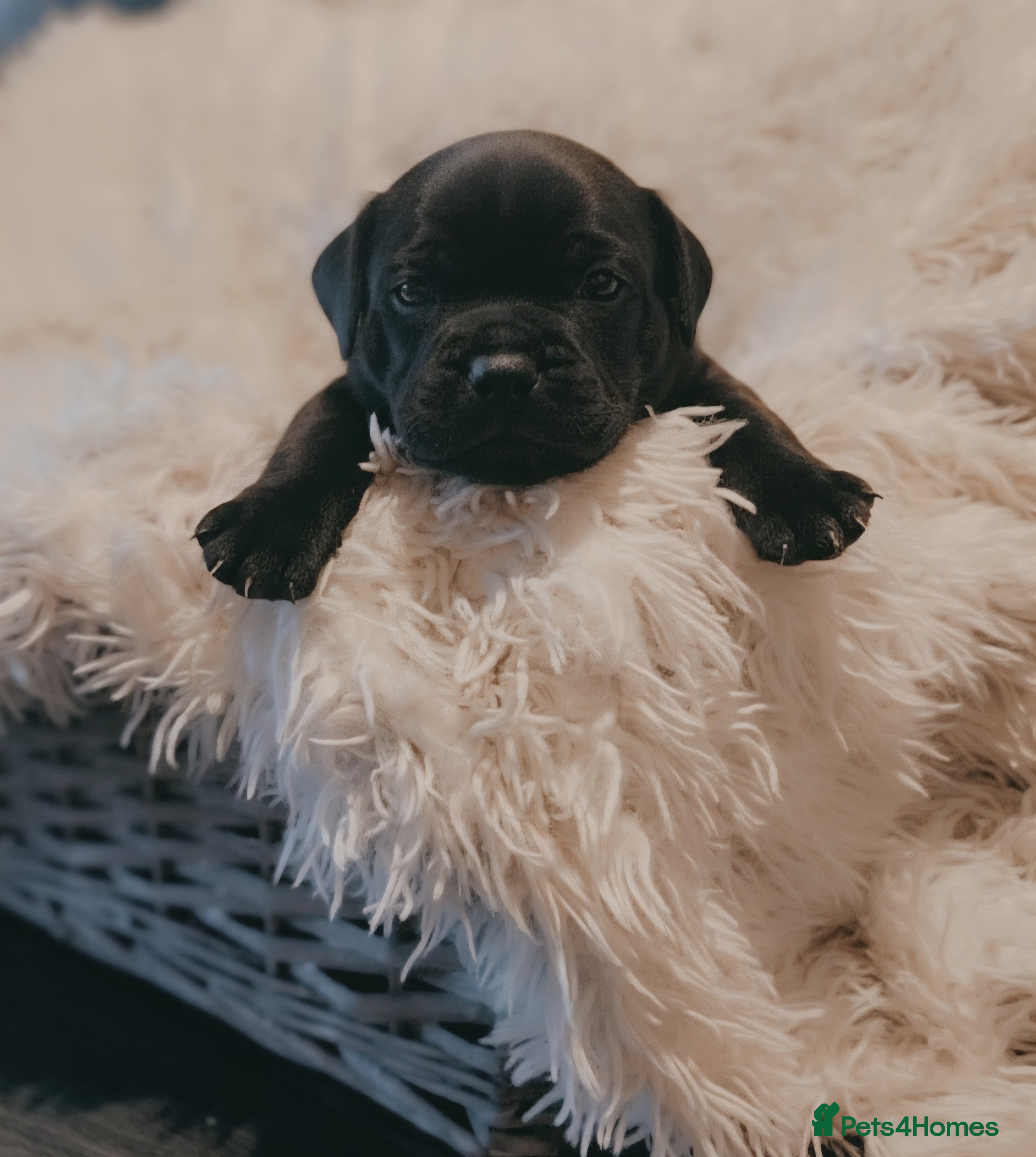 Staffordshire Bull Terrier dogs KC KING FURY X KASSIUS DAUGHTER SOLID BLUE PUPS   - Advert 6