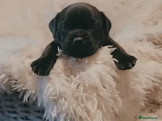 Staffordshire Bull Terrier dogs KC KING FURY X KASSIUS DAUGHTER SOLID BLUE PUPS - Advert 6