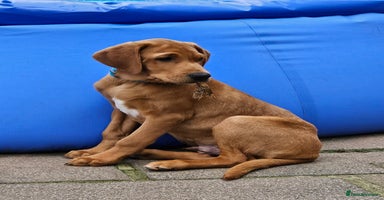 Labrador Retriever dogs in Wetherby - Advert 8