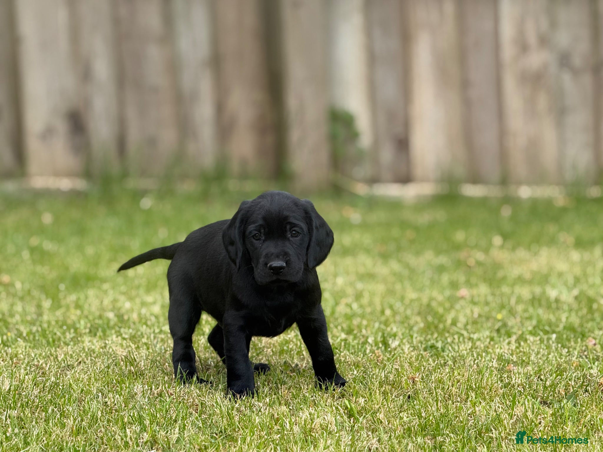 Springador dogs for sale: Spaniel x Labrador puppies  - Advert 20