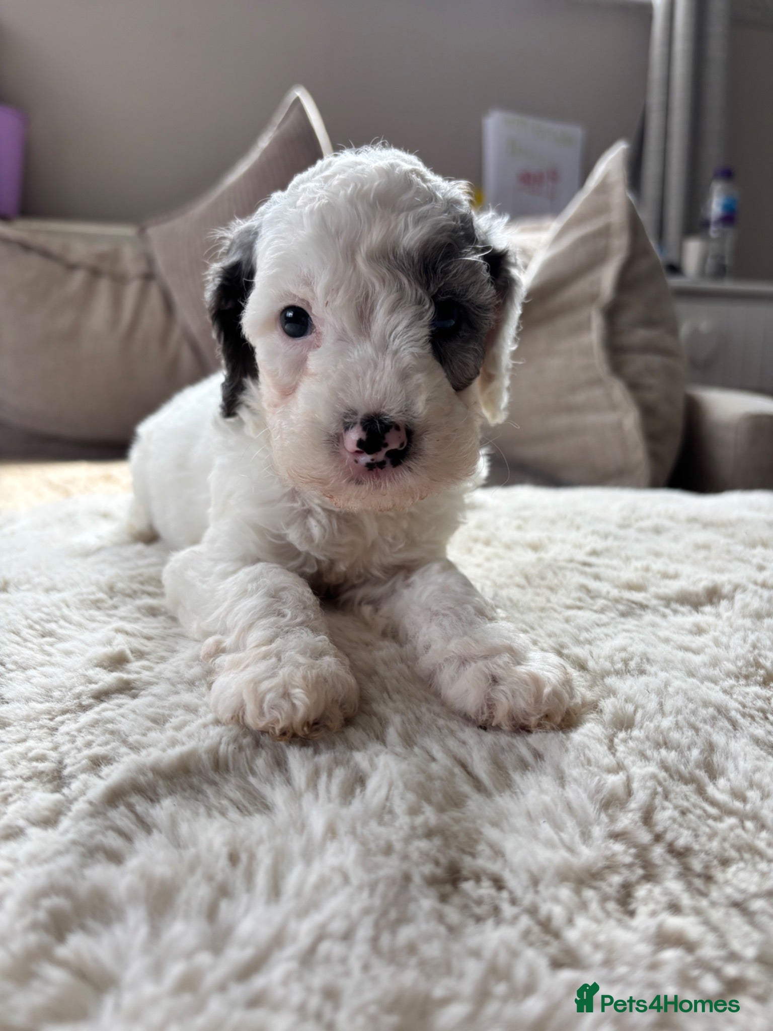 Cavapoo dogs Stunning extensively health tested cavapoo pups - Advert 18
