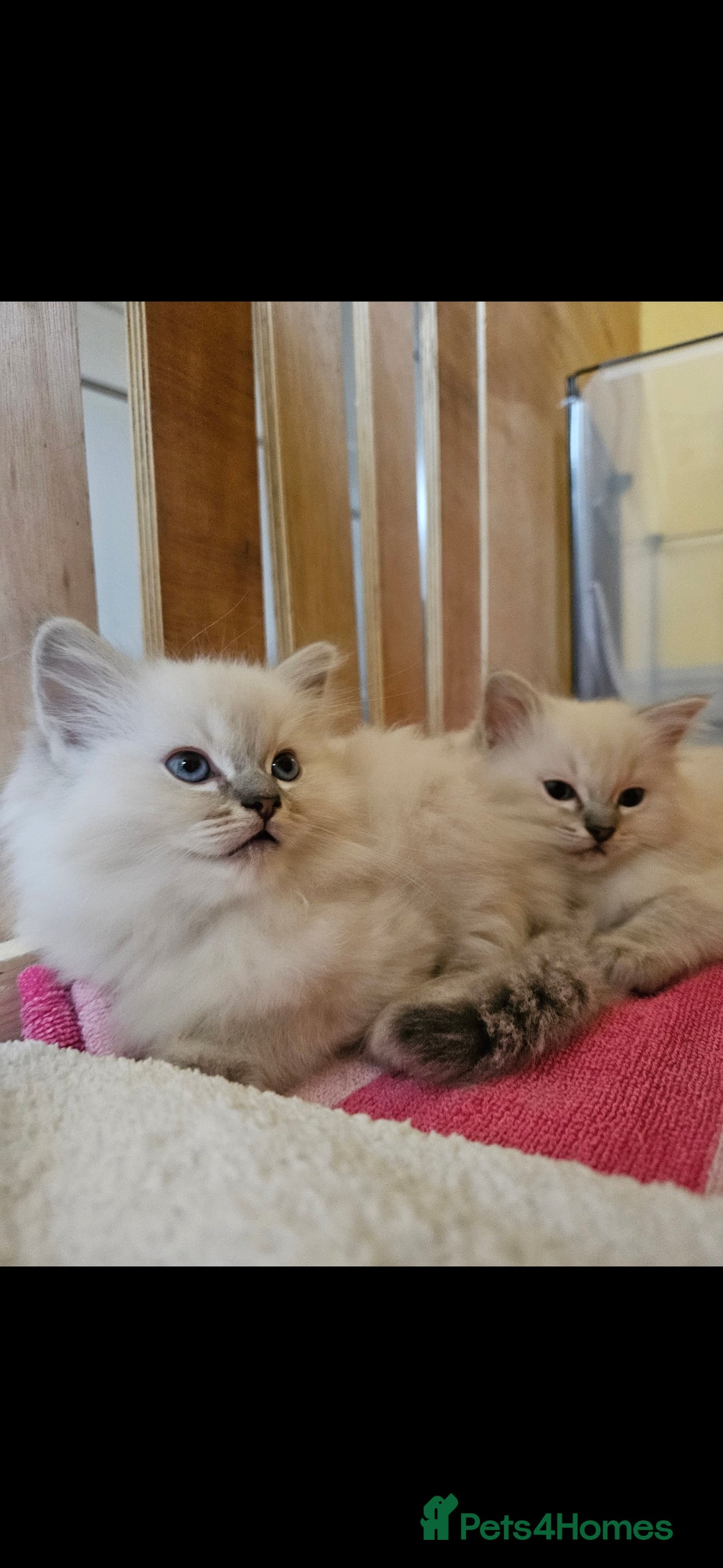 Ragdoll cats for sale: Tica registered Grand Champion Ragdoll kittens  - Image 13