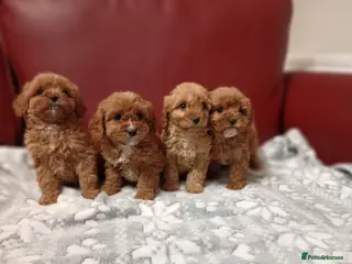 Cavapoo dogs Adorable Cavapoo puppies for sale in Liverpool - Advert 1
