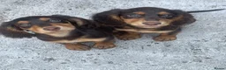 Cocker Spaniel dogs for sale: 7 Chocolate & Tan Cocker Spaniel Pups  - Advert 2