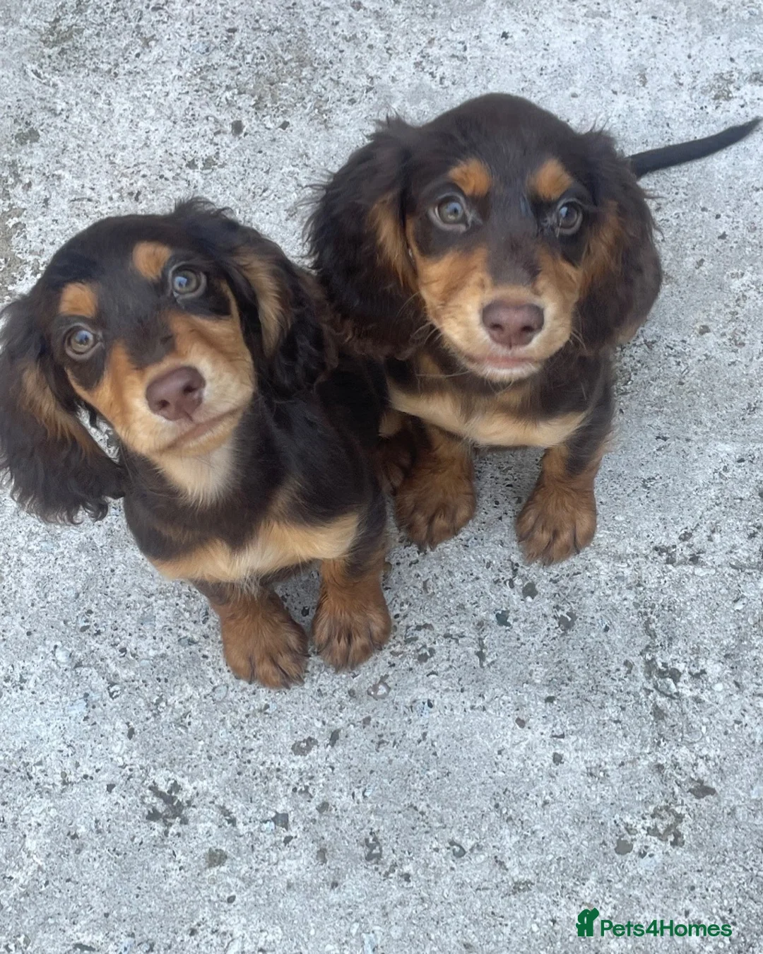 Cocker Spaniel dogs for sale: 7 Chocolate & Tan Cocker Spaniel Pups  - Advert 2