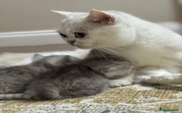 British Shorthair cats for sale: 2 TICA registered BSH kittens  - Image 5