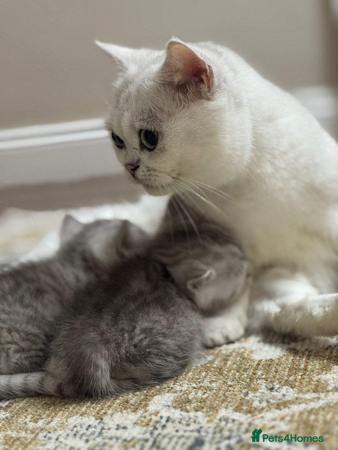 British Shorthair cats for sale: 2 TICA registered BSH kittens  - Image 5