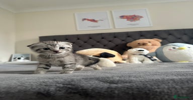 Scottish Fold cats - Advert 1