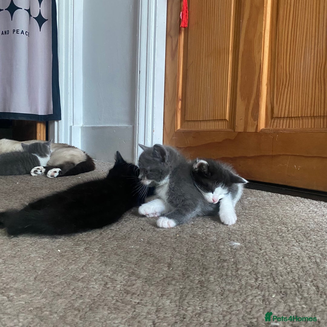 Himalayan cats for sale: Himalayan x Maine Coon Kittens – Ready Soon! - Image 16