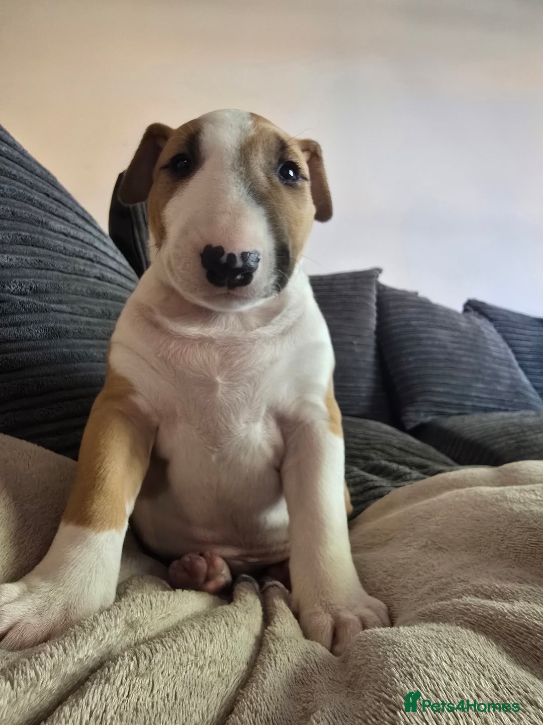 English Bull Terrier dogs for sale: Beautiful girl - Image 5