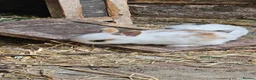 Mixed Breed rabbits for sale: My baby rabbits are toilet trained.🥰 - Advert 3