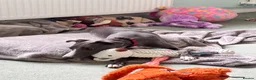 Whippet dogs for sale: Beautiful Blue 28 week old whippet sisters💞£1800  - Advert 24