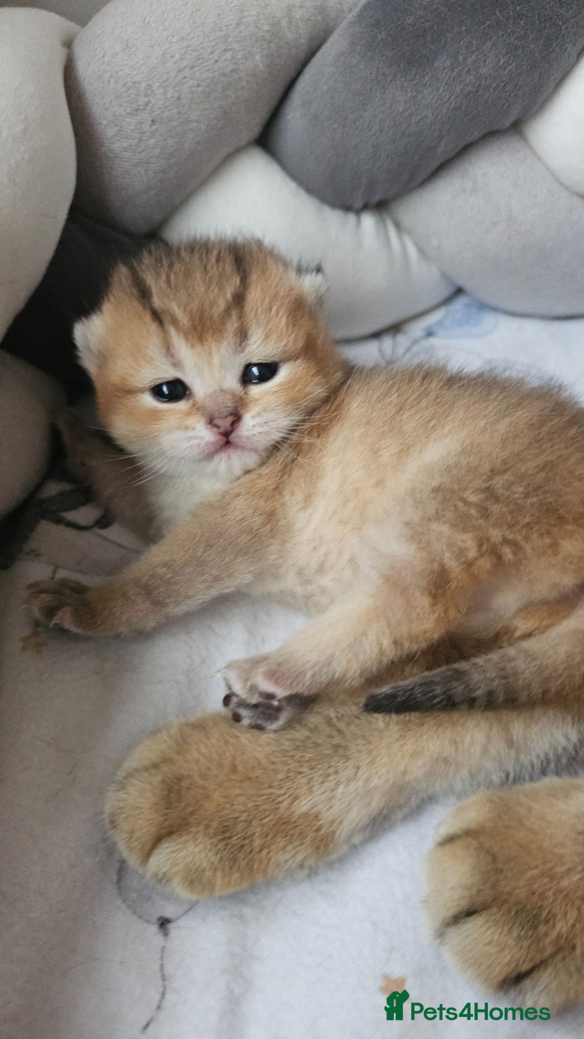 Scottish Fold cats TICA Reg😼Scottish Fold & Straight kittens😼 - Advert 12