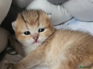 Scottish Fold cats TICA Reg😼Scottish Fold & Straight kittens😼 - Advert 12