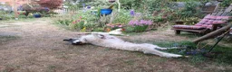 Lurcher dogs for sale: Soppy Bedlington Whippet lurcher puppies  - Advert 29
