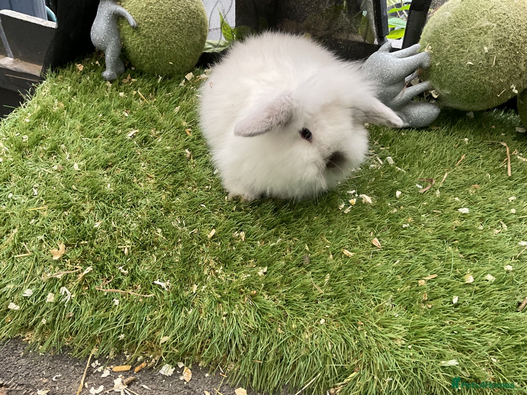 Mini Lop rabbits for sale: Baby mini lops and mini lion lop baby rabbits - Advert 7