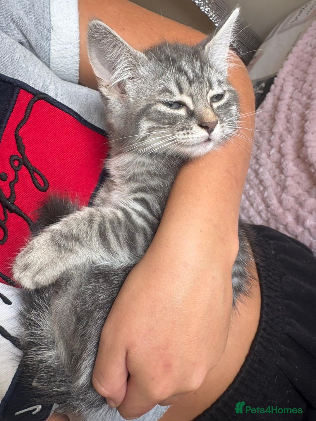 Maine Coon cats for sale: Ragdoll cross Maine Coon kitten - Image 10