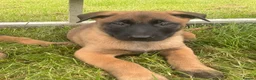 Belgian Shepherd Dog dogs for sale: *****Professionally Trained Boy & Girl Pups***** in Sutton Coldfield - Advert 16